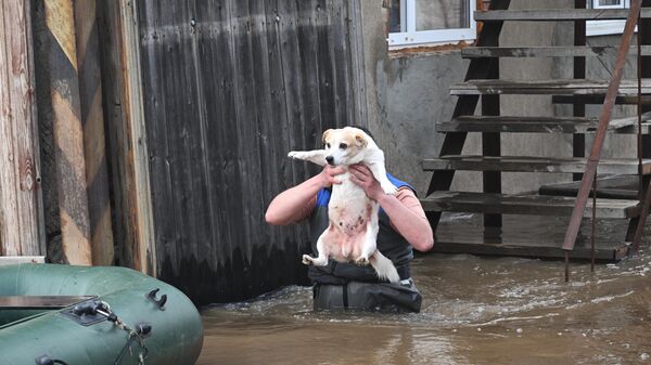 Мужчина эвакуирует собаку из затопленного дома в микрорайоне Форштадт в Оренбурге - Sputnik Армения