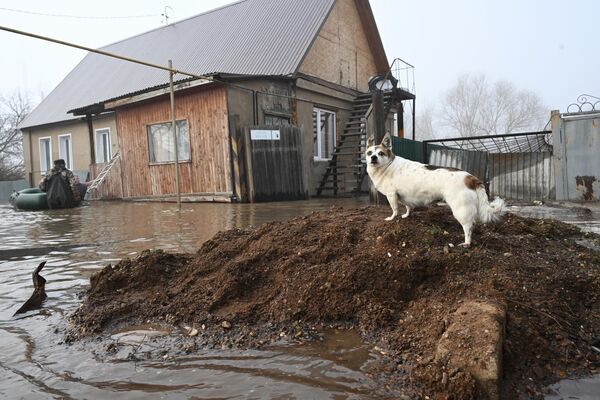 Собака в микрорайоне Форштадт в Оренбурге - Sputnik Армения