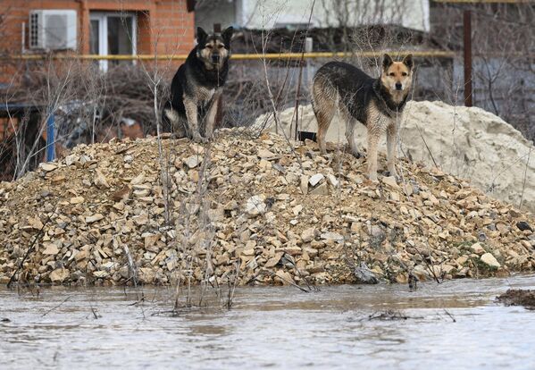 Собаки на одной из затопленных улиц в Овчинном городке в Оренбурге - Sputnik Армения