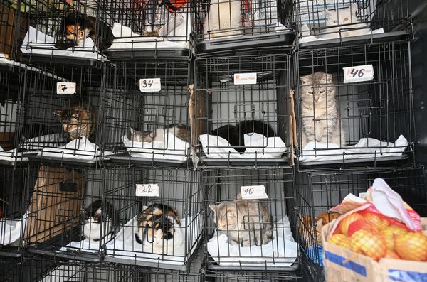 Կատուները ապաստարանում (Օրենբուրգ) - Sputnik Արմենիա
