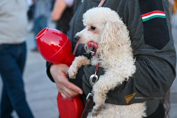 Участник факельного шествия с собакой на площади Республики перед началом традиционного шествия (23 апреля 2024). Еревaн - Sputnik Армения
