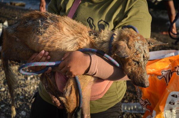 Доброволец несет раненую собаку - Sputnik Армения