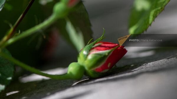 Бутон нераскрывшейся розы - Sputnik Армения