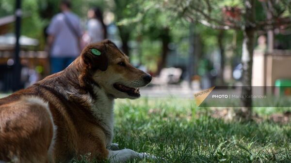 Уличная собака на лужайке - Sputnik Армения