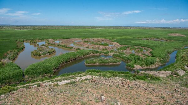 В заповеднике Хор Вирап восстановлено 2,51 га водно-болотных угодий - Sputnik Армения
