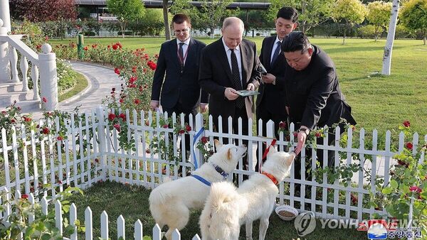 Лидер КНДР Ким Чен Ын подарил Владимиру Путину пару собак национальной северокорейской породы пхунсан - Sputnik Армения