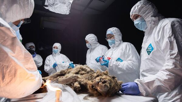 Ученые Якутии и Санкт-Петербурга проводят аутопсию древнего волка в лаборатории Северо-Восточного федерального университета - Sputnik Армения