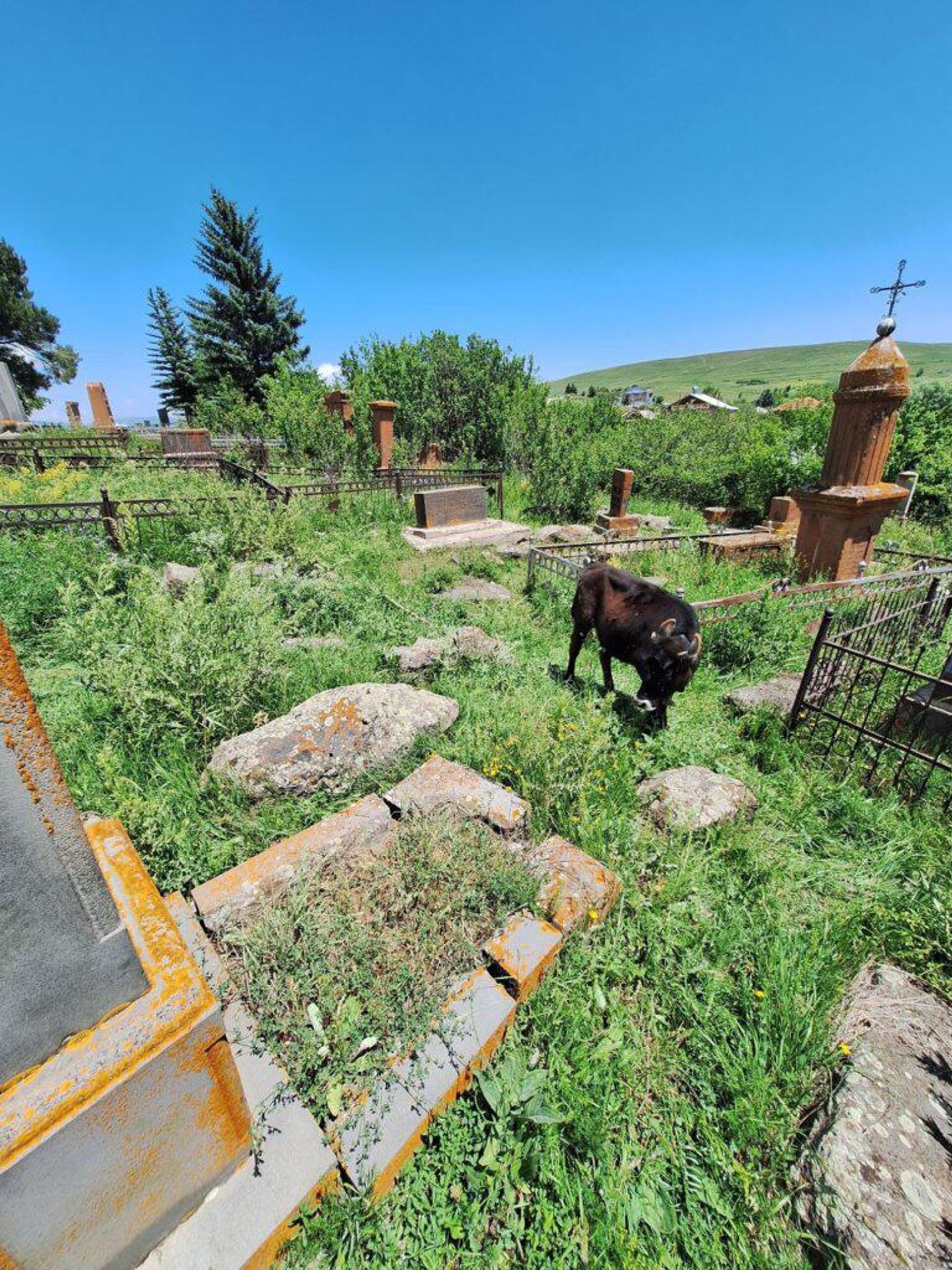 Случай проникновения крупно-рогатого скота на территорию старинного кладбища в селе Лернанист - Sputnik Արմենիա, 1920, 27.06.2024