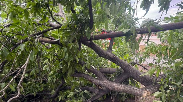 Поваленное из-за сильного ветра дерево в Ереване - Sputnik Армения