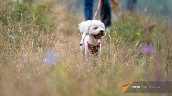 В России пропавших собак будут искать по фотографии носа: что известно о новом приложении
