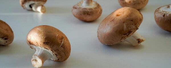 Грибы Грибы - Sputnik Արմենիա