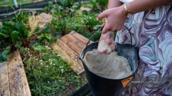 Дочь основателя фермы по разведению улиток в Бюракане Лилит Ахвердян кормит улиток - Sputnik Армения