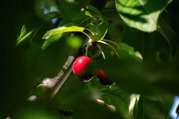Что происходит с организмом, когда ты ешь вишню? Что происходит с организмом, когда ты ешь вишню? - Sputnik Армения