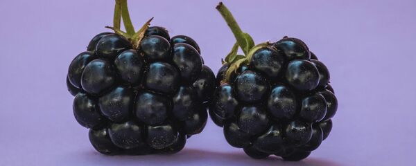 Ягоды ежевики Ягоды ежевики - Sputnik Արմենիա