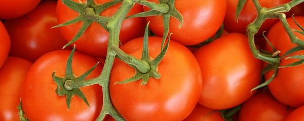Помидоры на ветке Помидоры на ветке - Sputnik Армения