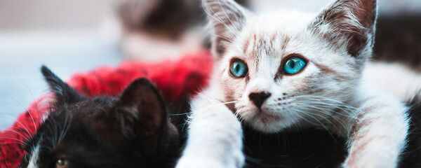 Кошки Кошки - Sputnik Армения