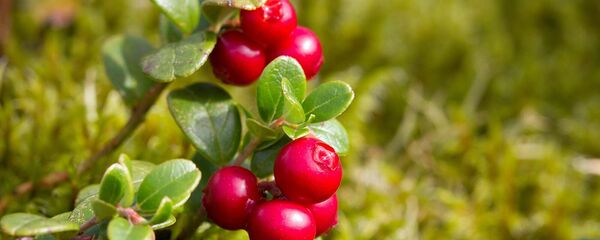 Брусника - Sputnik Армения