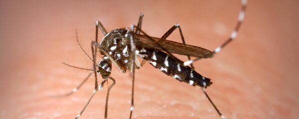 Тигровый комар - Sputnik Արմենիա