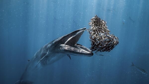 Снимок полосатика Брайда фотографа Rafael Fernández Caballero, ставший победителем в конкурсе Ocean Photographer of the Year 2024 - Sputnik Армения