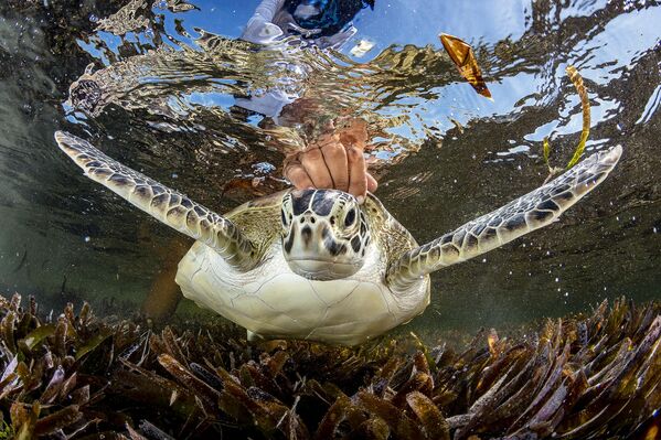 Шейн Гросс &quot;Зеленая морская черепаха (Chelonia mydas) выпущена на волю после того, как ее пометили и обследовали исследователи SOSF DRC Атолл Сент-Джозеф, Сейшельские острова - Sputnik Армения