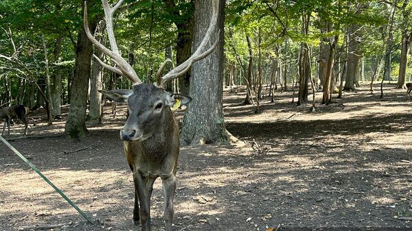 Кавказский благородный олень в Центре разведения оленей Дилижанского национального парка - Sputnik Армения