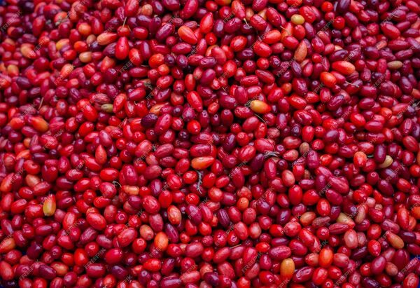 Ягоды кизила - Sputnik Армения