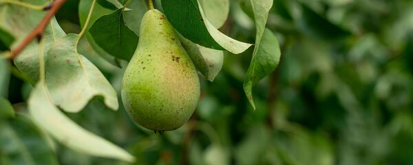 Груша на дереве Груша на дереве - Sputnik Արմենիա