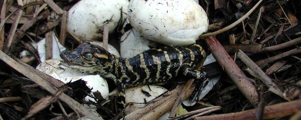 Нововылупленный крокодил - Sputnik Արմենիա