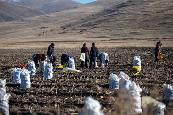 Հողագործական աշխատանքներ Կութում - Sputnik Արմենիա