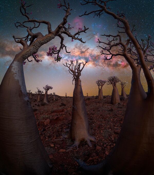 Bottle Tree Paradise, լուսանկարիչ՝ Benjamin Barakat - Sputnik Արմենիա