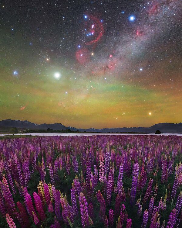 A Sea of Lupines, լուսանկարիչ՝ Max Inwood - Sputnik Արմենիա