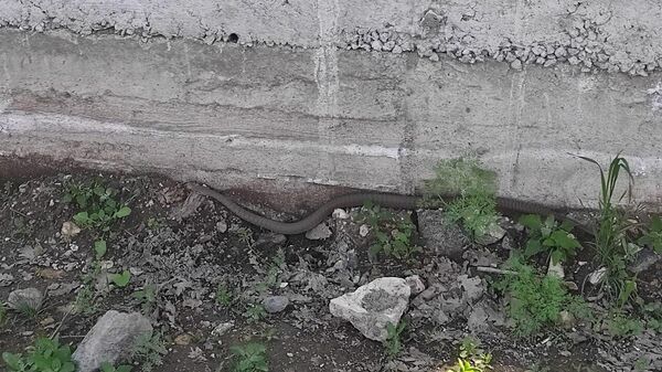 Օձ Երևանում - Sputnik Արմենիա