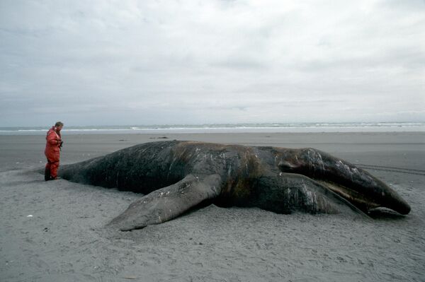 Крушение танкера Exxon Valdez, 24 марта 1989 годаВ результате разлива нефти с танкера Exxon Valdez погибло 250 тыс. птиц, 22 косатки, 3 тыс. морских выдр, 300 тюленей. Крушение танкера Exxon Valdez, 24 марта 1989 годаВ результате разлива нефти с танкера Exxon Valdez погибло 250 тыс. птиц, 22 косатки, 3 тыс. морских выдр, 300 тюленей. - Sputnik Армения