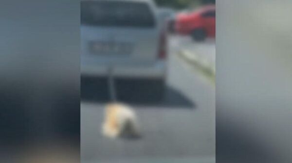 Կենդանու նկատմամբ դաժան վերաբերմունք դրսևորած անձը ձերբակալվել է - Sputnik Արմենիա