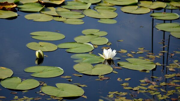 Ջրաշուշաններ Ուրասարում - Sputnik Արմենիա