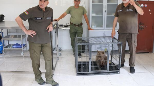 ՀՀ ՊՆ զինծառայողները արջի քոթոթի են փրկել - Sputnik Արմենիա