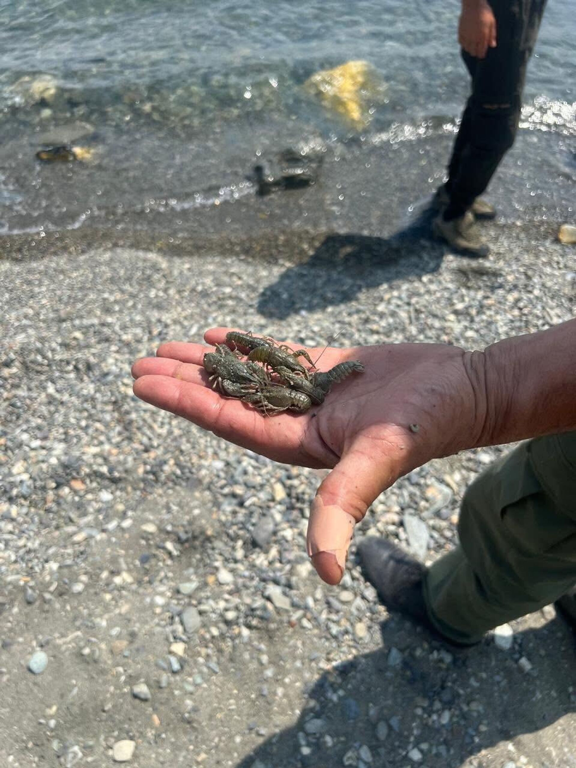 Инспекцией обнаружено 28 незаконно установленных ловушек для ловли крабов и 33 рыболовные сети (3 августа 2025). Севан - Sputnik Армения, 1920, 03.08.2025