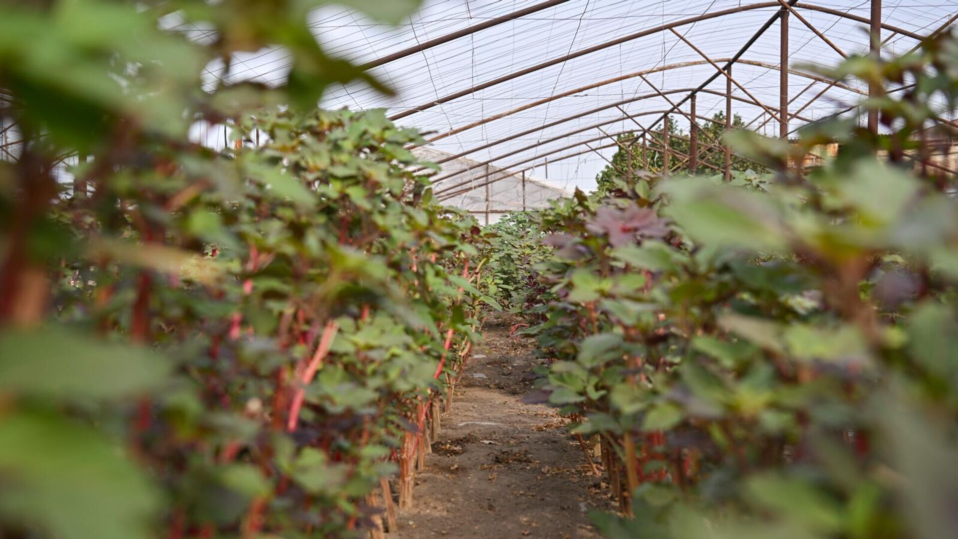 Ферма по выращиванию амаранта в селе Гай Армавирской области - Sputnik Армения, 1920, 07.04.2026