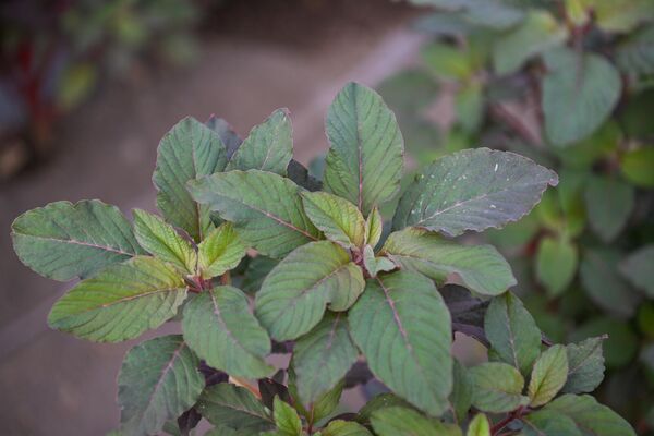 Արմինե Պողոսյանի ամարանտի ջերմոցը Արմինե Պողոսյանի ամարանտի ջերմոցը - Sputnik Արմենիա