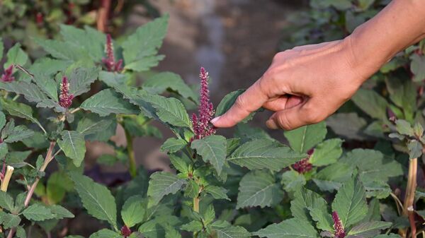 Ферма по выращиванию амаранта в селе Гай Армавирской области - Sputnik Армения