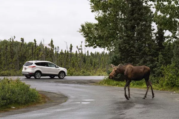 Лоси распространены на Аляски — их популяция достигает 200 тысяч Лоси распространены на Аляски — их популяция достигает 200 тысяч - Sputnik Армения