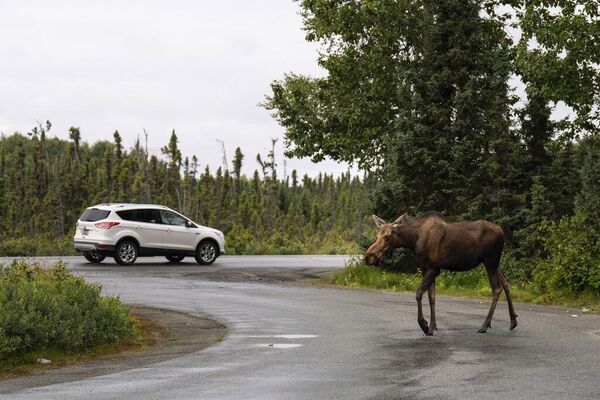 Лоси распространены на  Аляске— их популяция достигает 200 тысяч - Sputnik Армения