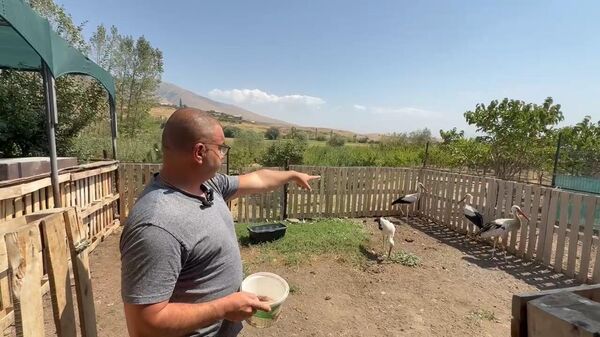 Արագիլներին թռիչքից զրկող «հայկական» խնդիրները. ինչու են նրանք սնունդ փնտրում աղբավայրում - Sputnik Արմենիա