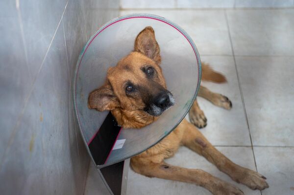 Շունը Կենդանիների խնամքի կենտրոնում - Sputnik Արմենիա