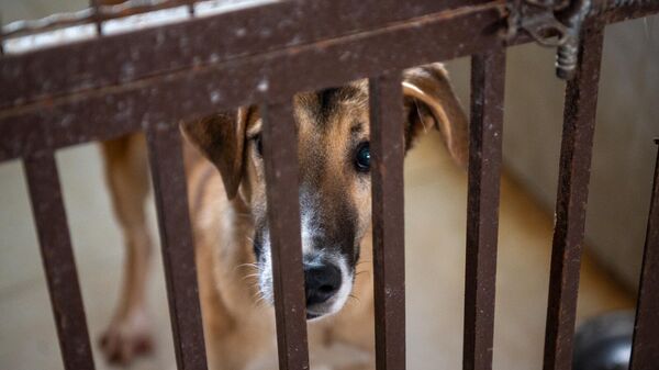 Շունը Կենդանիների խնամքի կենտրոնում - Sputnik Արմենիա