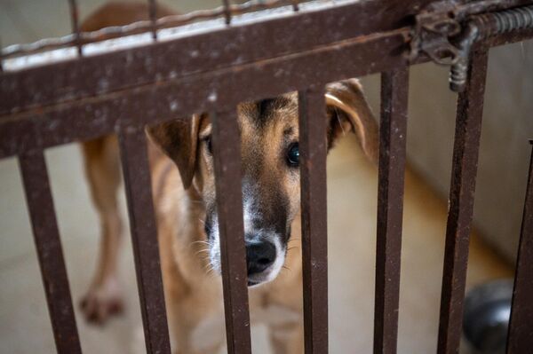 Питомец ГНКО &quot;Центр по уходу за животными&quot; - Sputnik Армения