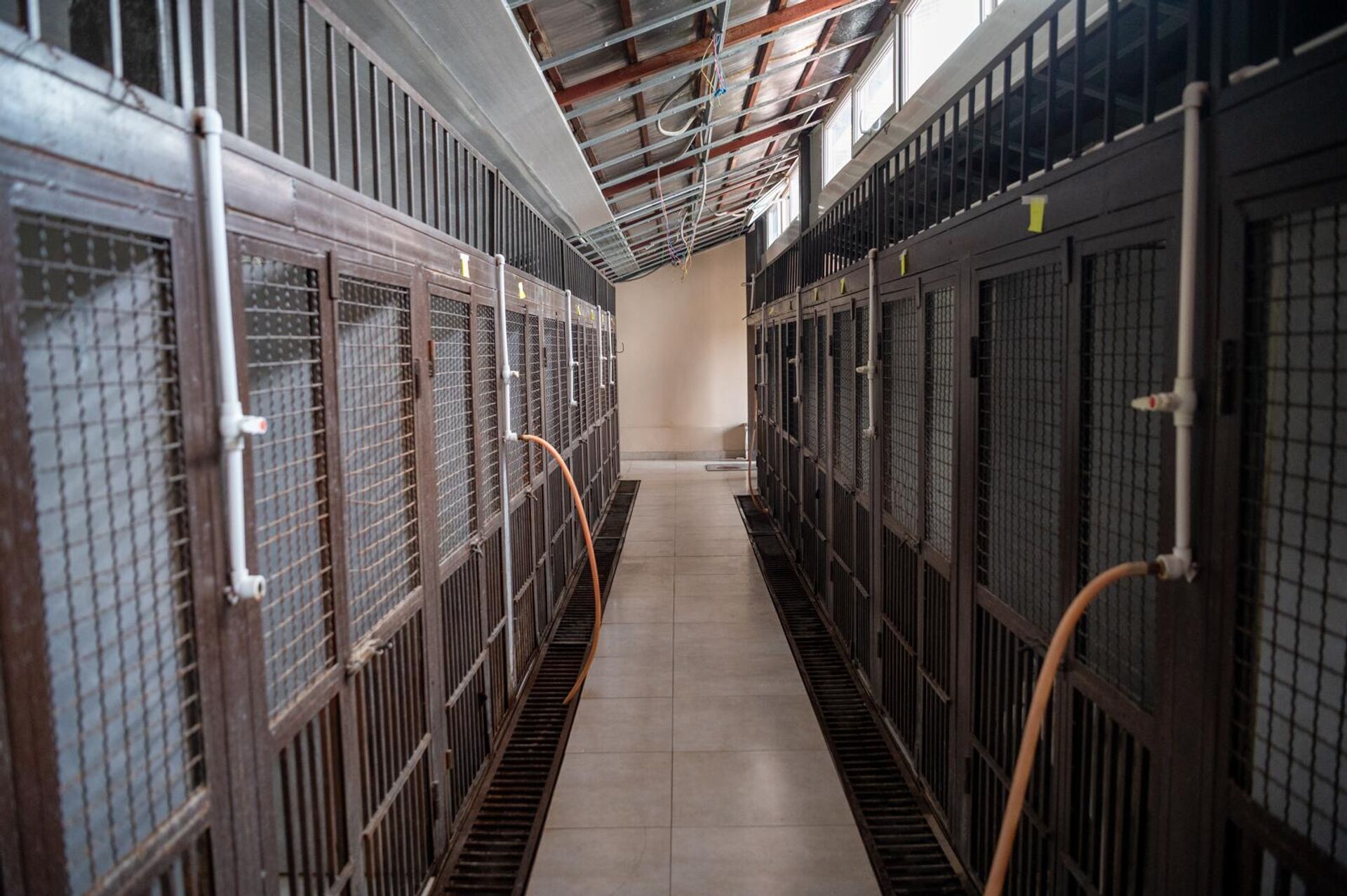 НКО Центр по уходу за животными - Sputnik Արմենիա, 1920, 19.09.2025