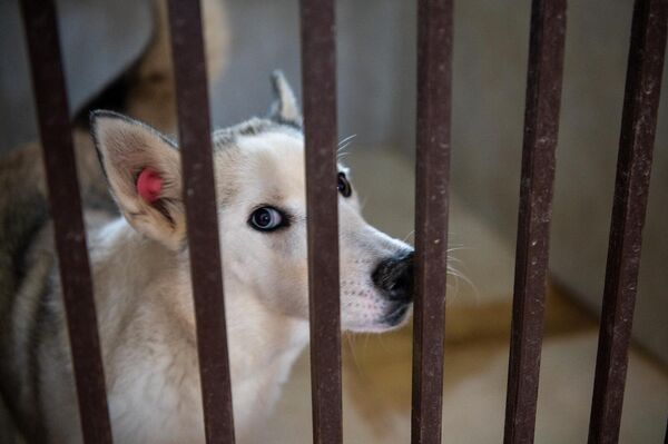 Շունը Կենդանիների խնամքի կենտրոնում - Sputnik Արմենիա