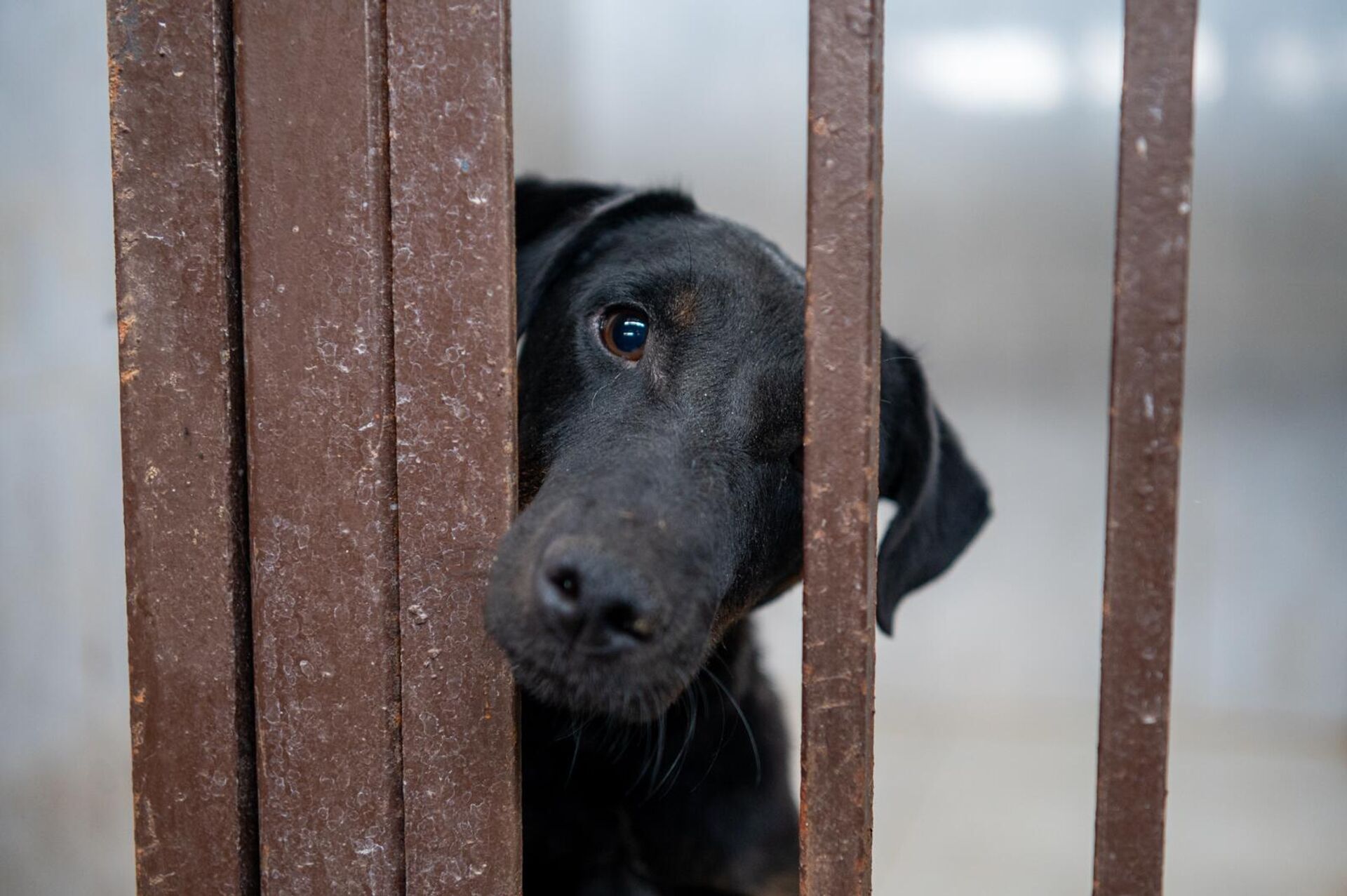 Питомец НКО Центр по уходу за животными - Sputnik Արմենիա, 1920, 19.09.2025