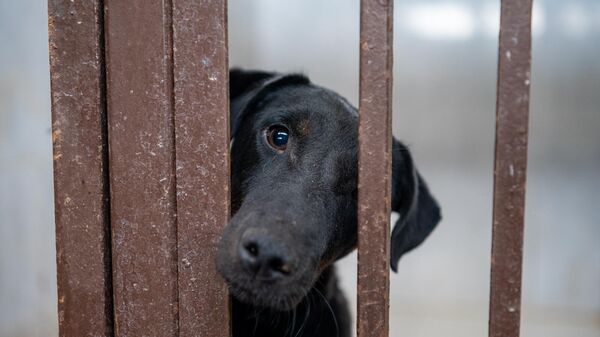 Питомец ГНКО Центр по уходу за животными - Sputnik Армения